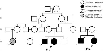 A Novel Homozygous JAK3 Mutation Leading to T-B+NK– SCID in Two Brazilian Patients